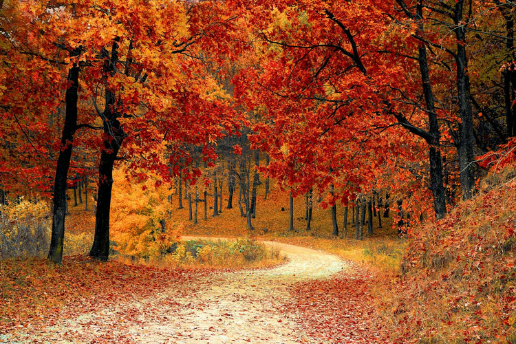 Fall Inspired
